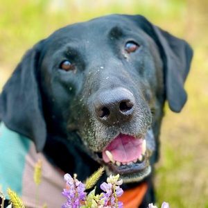 Meet your Posher, Willa